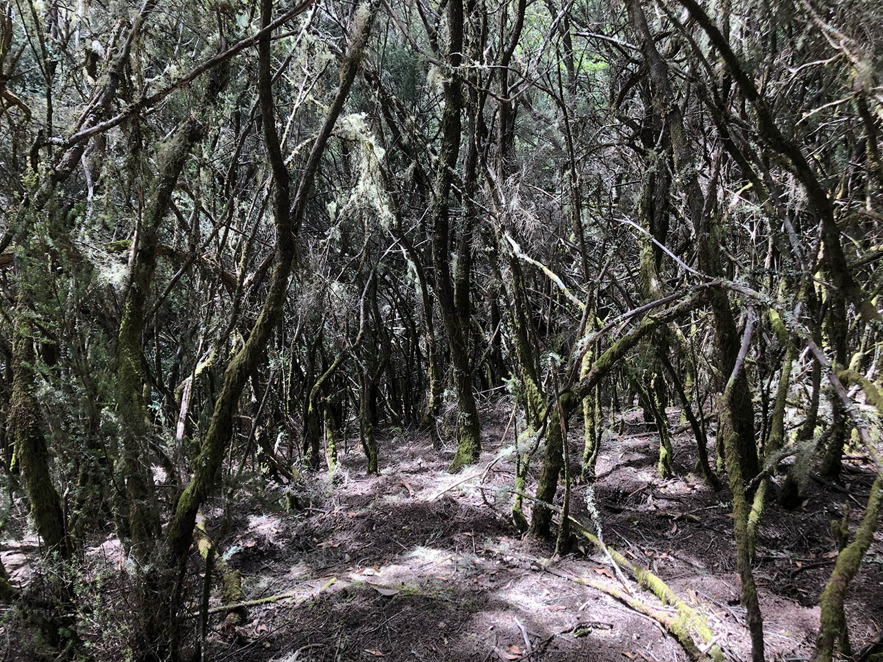 2024-03-20 La Gomera Junger Wald