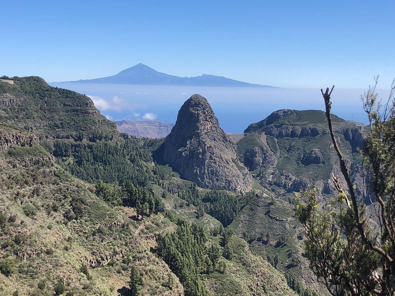 2024-03-18 La Gomera Berggorilla